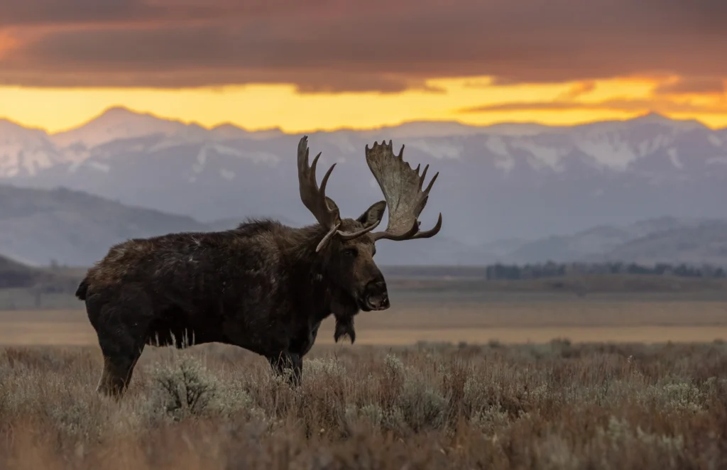 Moose with large antlers standing in a field at sunset with distant mountains and a warm orange sky behind.