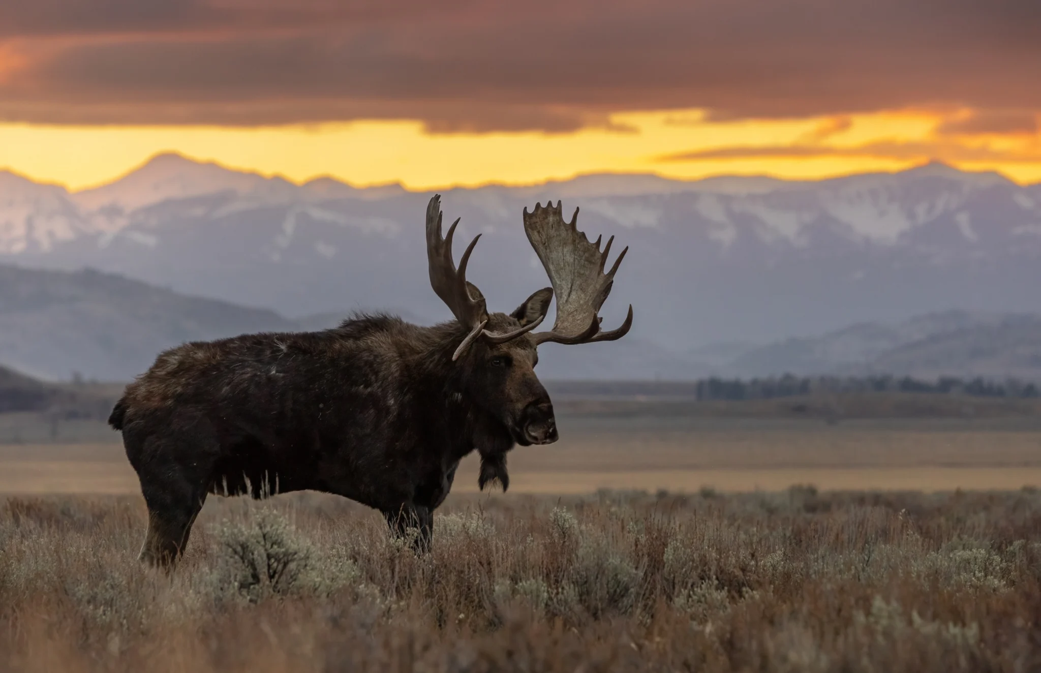 Moose with large antlers standing in a field at sunset with distant mountains and a warm orange sky behind.