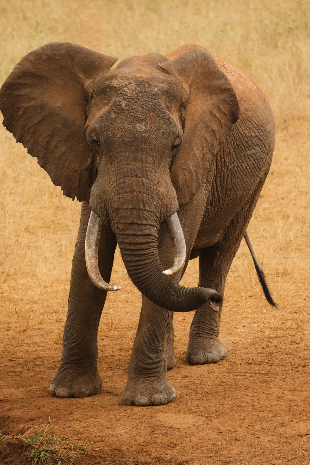 An elephant with long tusks walks across dry red earth.