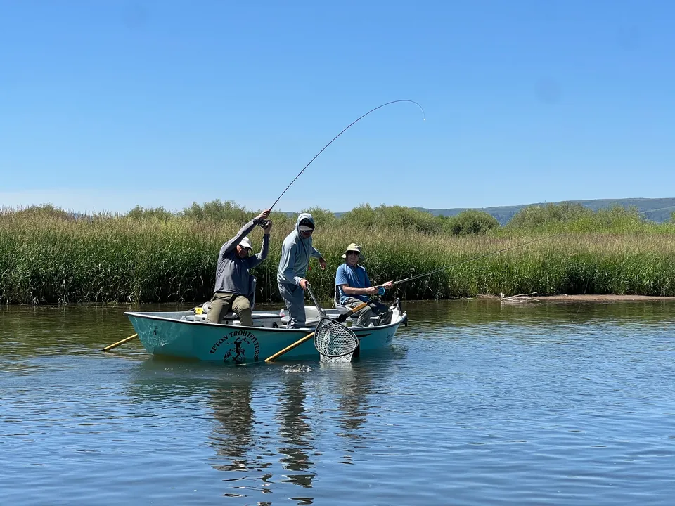 Three anglers fish from a drift boat on a reed-lined river, one rod bent into a fish.