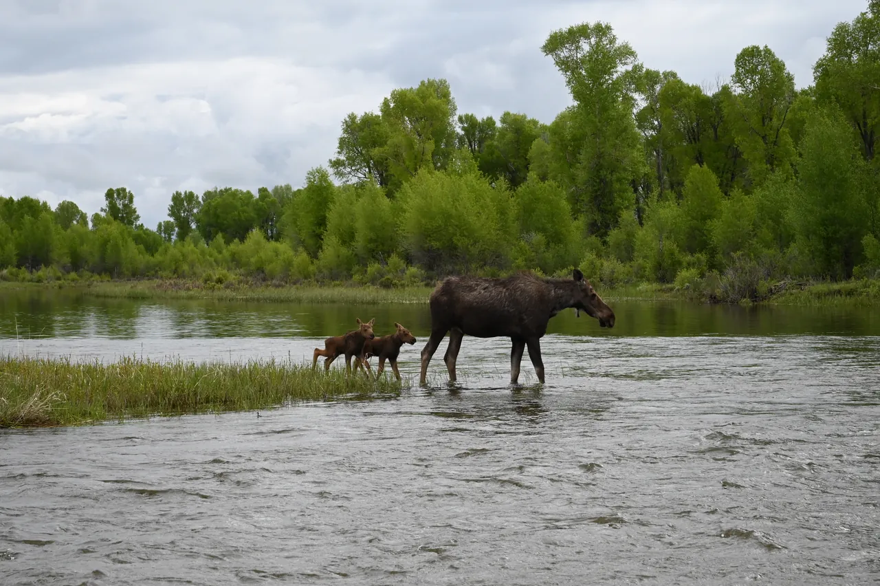 A cow moose and two calves wading across a river, with green trees along the far bank under a cloudy sky.